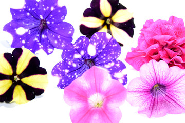 Colorful petunia flowers on white background