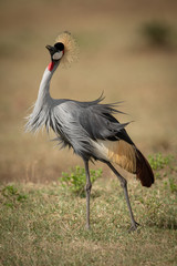Grey crowned crane stands shaking feathers around