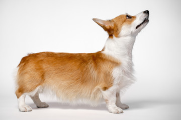 obedient dog (puppy) breed welsh corgi pembroke stands at full height looking up on a white...