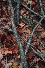 trunks, branches and leaves with autumn colors in the nature, autumn season