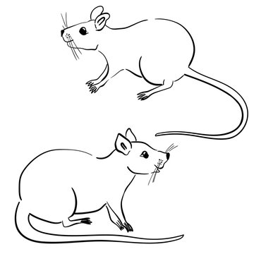 vector silhouette of the rat on white background
