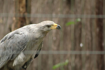 portrait of an eagle