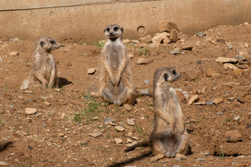meerkat , Zoo Olomouc, Czech republic