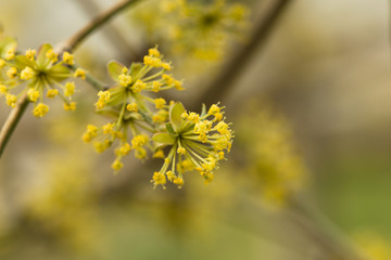 Yellow dogwood flowering flowers. Blooming dogwood flowers proper to the background of the garden.