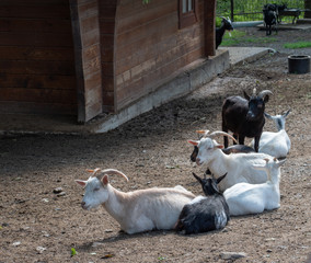 Naklejka na ściany i meble cashmere goat ,Zoo Olomouc,Czech republic