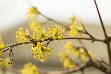 Yellow dogwood flowering flowers. Blooming dogwood flowers proper to the background of the garden.