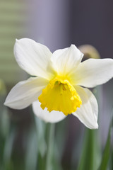 Flowering daffodils. Blooming yellow narcissus flowers. Spring flowers. Shallow depth of field. Selective focus.