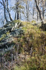 tree in winter forest