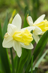 Obraz premium Flowering daffodils. Blooming yellow narcissus flowers. Spring flowers. Shallow depth of field. Selective focus.