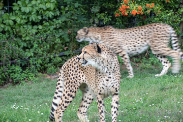 cheetah , Zoo Olomouc, Czech republic