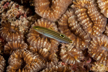 The surprising underwater world of the Indian and Pacifical Oceans