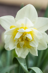 Fototapeta premium Flowering daffodils. Blooming yellow narcissus flowers. Spring flowers. Shallow depth of field. Selective focus.