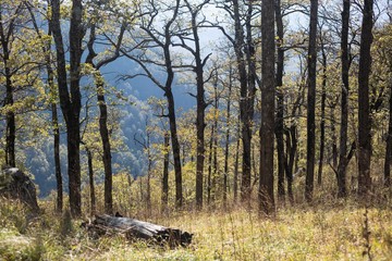 forest in the mountains
