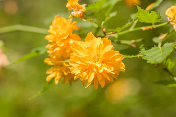 A cluster of fancy kerria flowers, kerria japonica, bloom in Kiev botanical garden