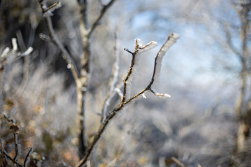 frost branch of a tree