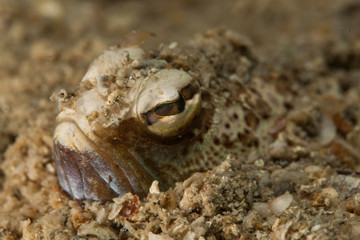 The surprising underwater world of the Indian and Pacifical Oceans