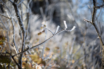 frost branch of a tree