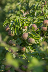 Ripe pears on tree branch. Organic pears in the garden. Close up view of Pears grow on pear tree branch with leaves under sunlight. Selective focus on pears.
