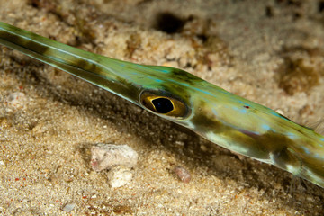 The surprising underwater world of the Indian and Pacifical Oceans