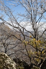 Obraz na płótnie Canvas tree in autumn