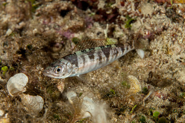 The surprising underwater world of the Indian and Pacifical Oceans