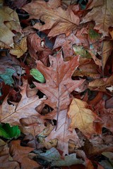 brown dry leaves with autumn colors in autumn season