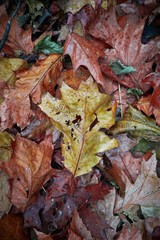 brown dry leaves with autumn colors in autumn season