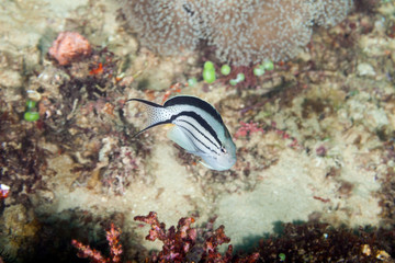 The surprising underwater world of the Indian and Pacifical Oceans