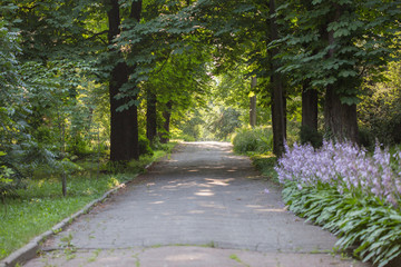 lovely chestnut alley in summertime. KIev. Academic Fomin University Botanical Garden to take a walk.