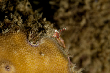 The surprising underwater world of the Indian and Pacifical Oceans