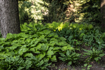 Green Hosta in summer garden. Ornamental plants Khosta (Funkiya) Green hosta (Hosta plantaginea)