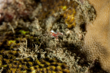 The surprising underwater world of the Indian and Pacifical Oceans