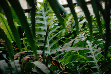 Obraz premium Green plants