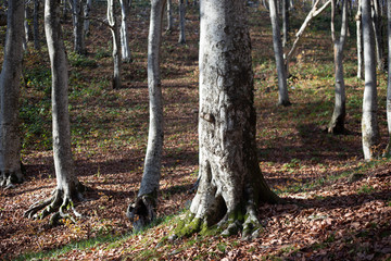 Tree in the forest. Russia.