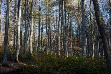 Beautiful autumn beech forest in Russia
