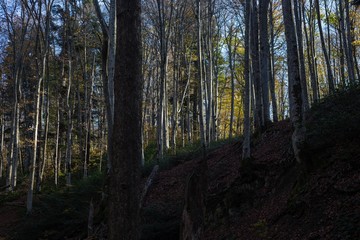 Beautiful autumn beech forest in Russia