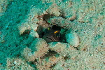 The surprising underwater world of the Indian and Pacifical Oceans