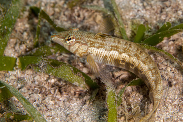 The surprising underwater world of the Indian and Pacifical Oceans
