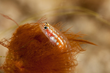The surprising underwater world of the Indian and Pacifical Oceans