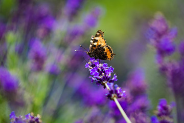 motyl na lawendzie