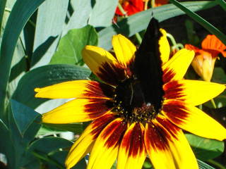 Amazing Peacock Butterfly on marigold flower. Summertime. Daisy border.