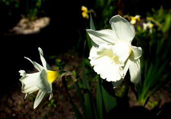 Fototapeta premium White narcissus in a group growing in a garden flowerbed.