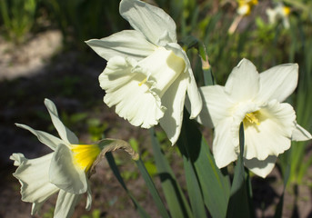 white Narcissus Saint Patrick's Day flower showing stamens. Botanical Gardens