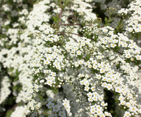 Spiraea aquilegifolia var. vanhouttei . Bush with white flowers. macro