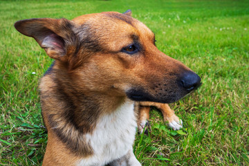 Dog shepherd lies on green grass