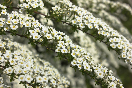 A branch of white spireae vanhouttei. The blossoming bush of Spiraea - a bush garden with white colors