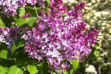 Pink violet Syringa vulgaris flowers close up