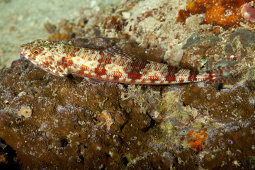 The surprising underwater world of the Indian and Pacifical Oceans