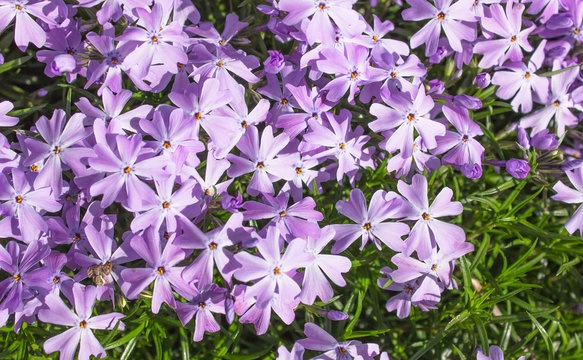 Creeping phlox (Phlox subulata), also known as the moss phlox. Flowering plant.