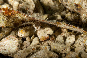 The surprising underwater world of the Indian and Pacifical Oceans